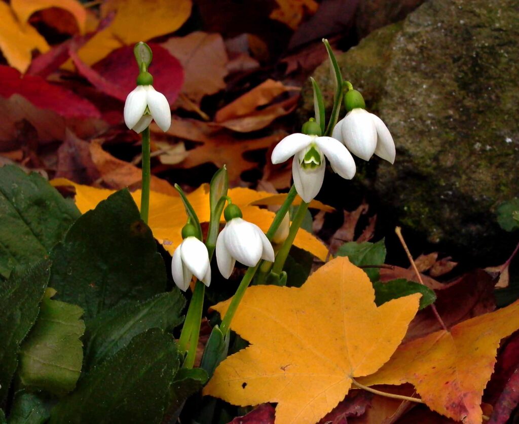 Snowdrops amongst leaves in November.