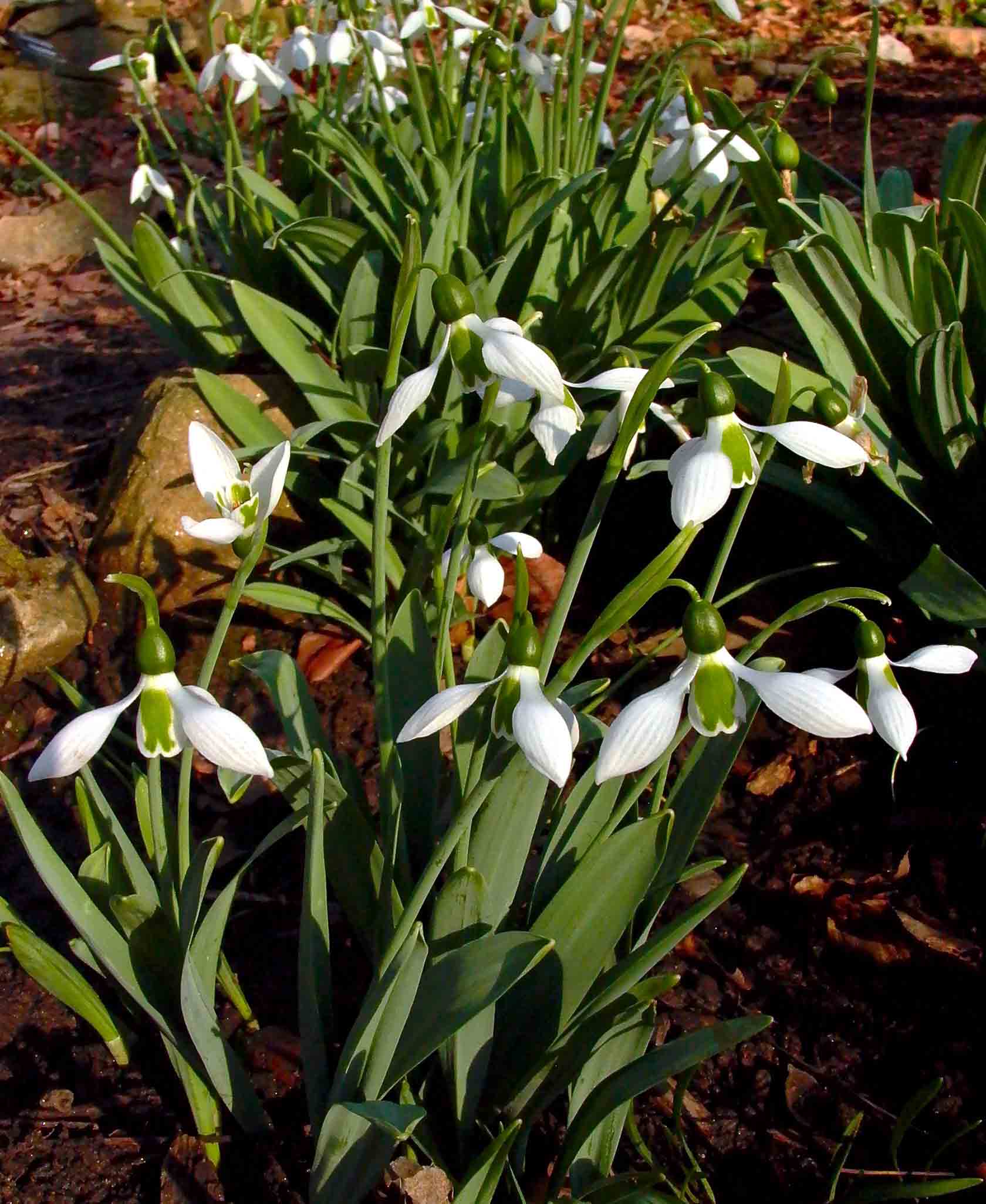 Snowdrops.