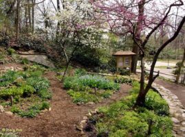 Natives bellworts (left) and Virginia bluebells (right) in mid April 2014