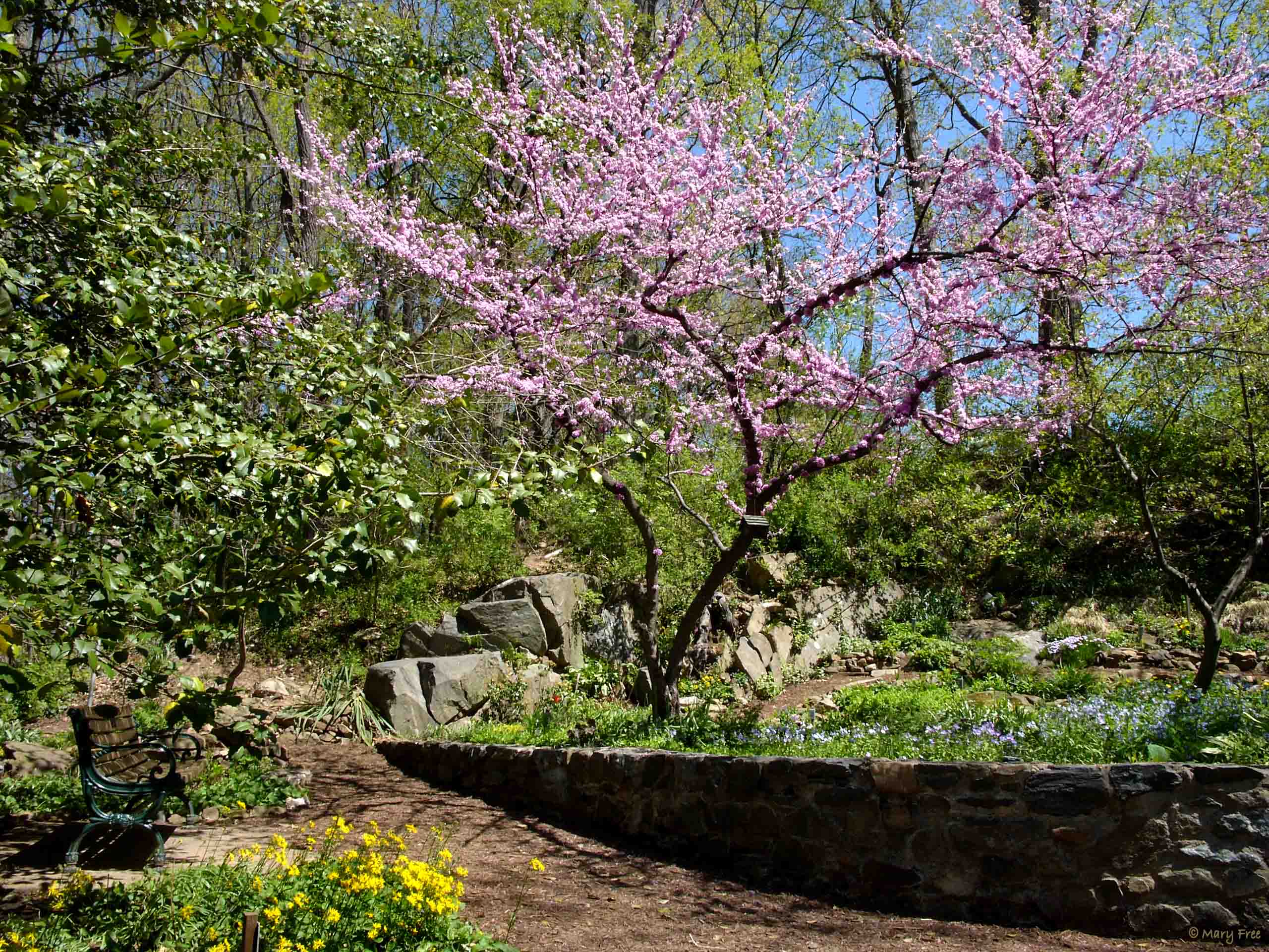 Natives redbud tree and golden ragwort (L) late April 2014 in the Shade Demonstration Garden.
