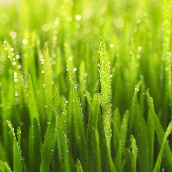 lawn closeup