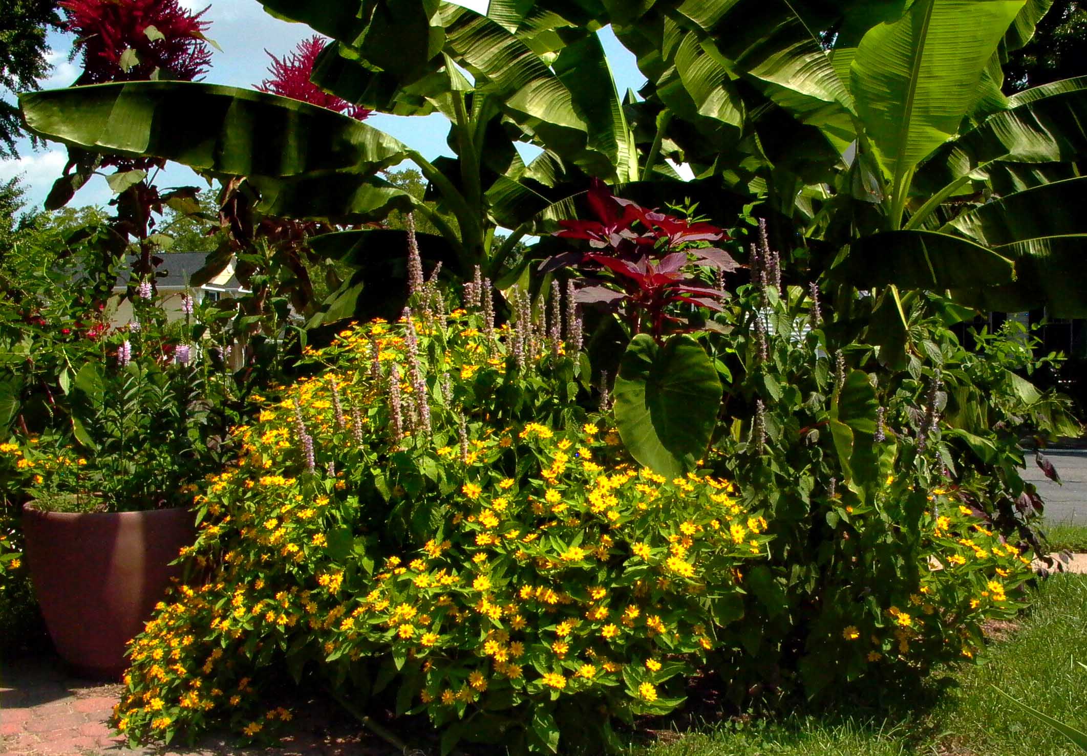 A huge banana plant with a mass of Melampodium yellow flowers in front.