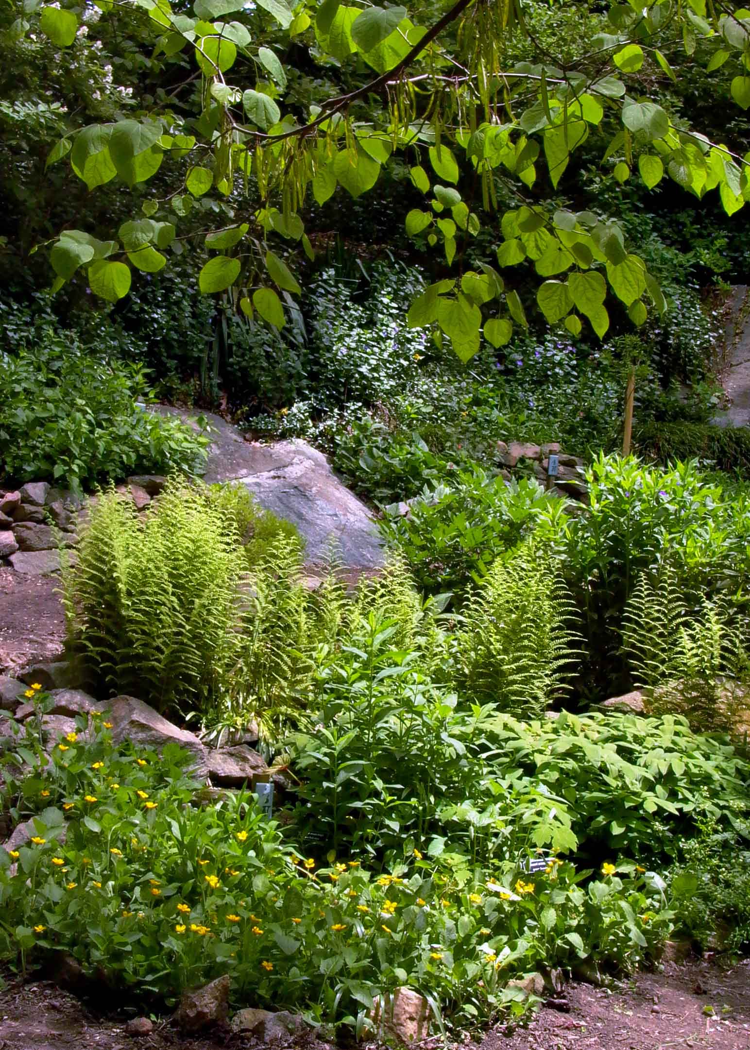 Native groundcovers: green-and-gold and hay-scented ferns in May 2010. Photo Credit: Mary Free