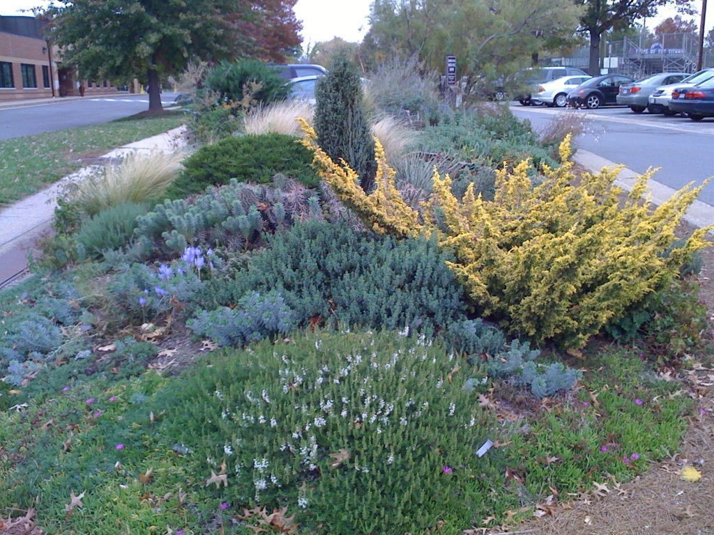 Four juniper species and a Leyland cypress grow amidst perennials and the lavender flowers of Crocus speciosus (Autumn crocus) and tiny white flowers of creeping thyme in 2010. The garden is bordered by three asphalt roads.