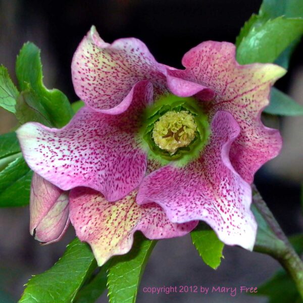 Hellebore’s outer whorl of purple-spotted petaloid sepals and inner whorl of green petals (nectaries).