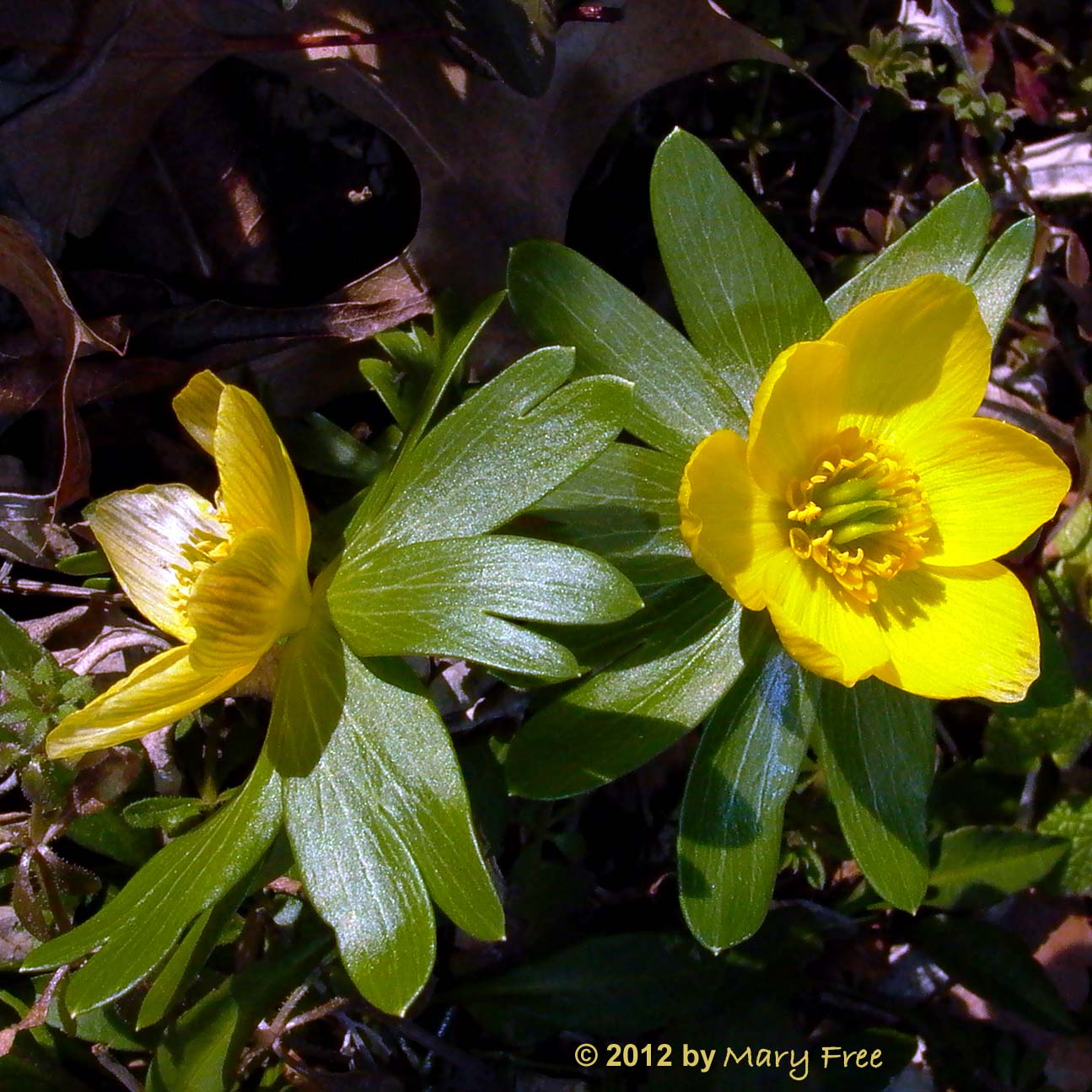 Eranthis