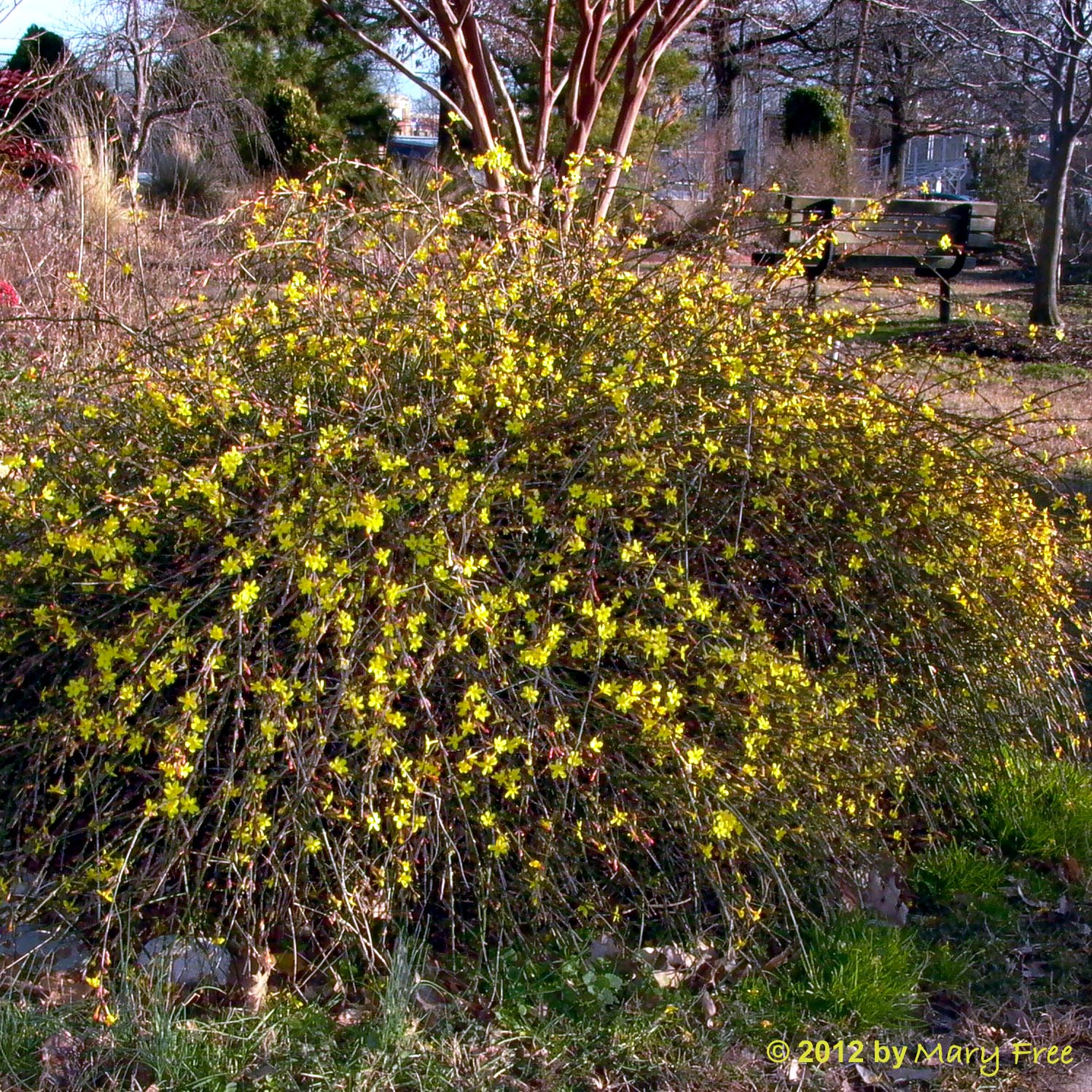 Jasmine Shrub