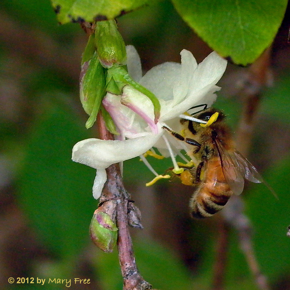 Lonicera with Honey Bee