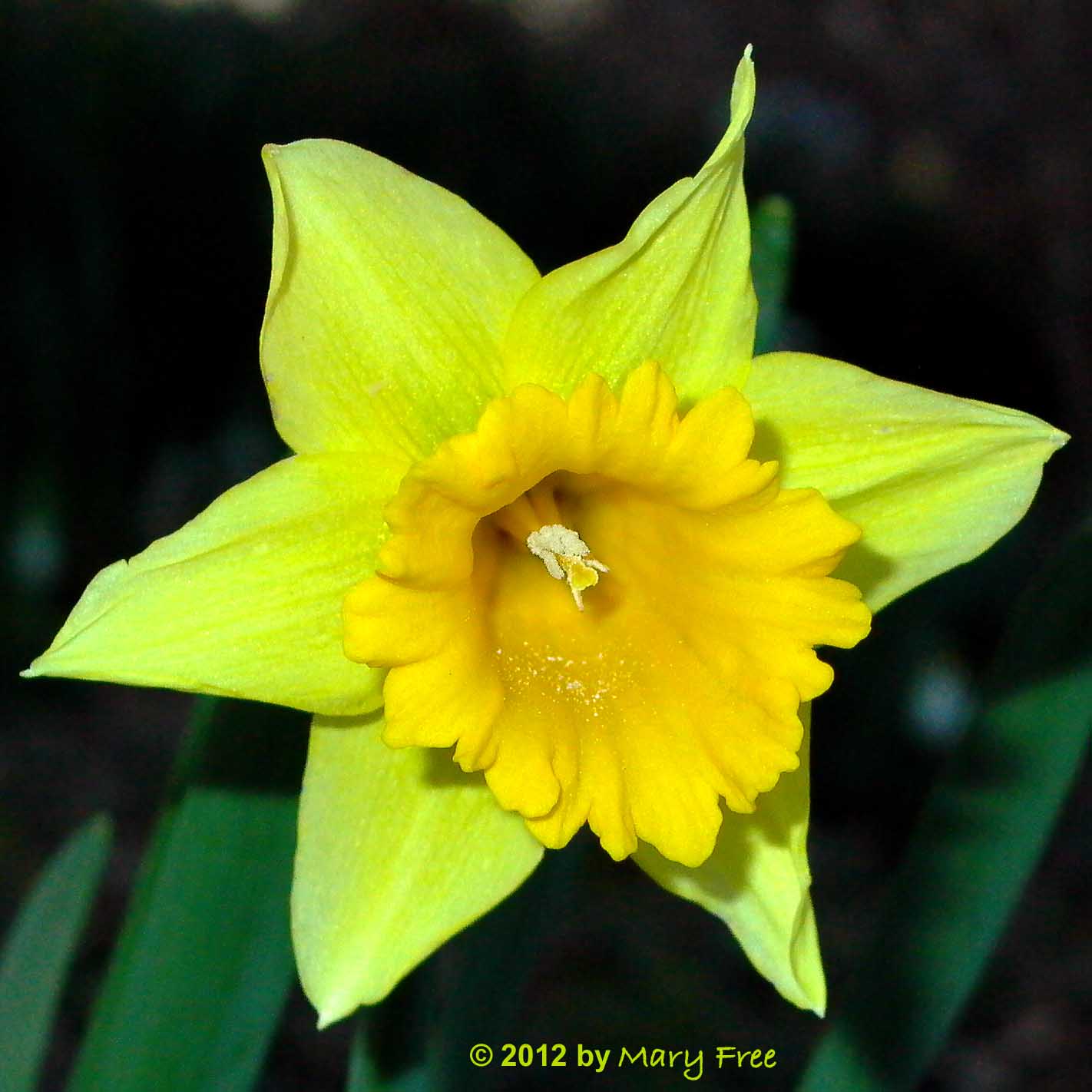 Narcissus "Early Sensation" © Mary Free