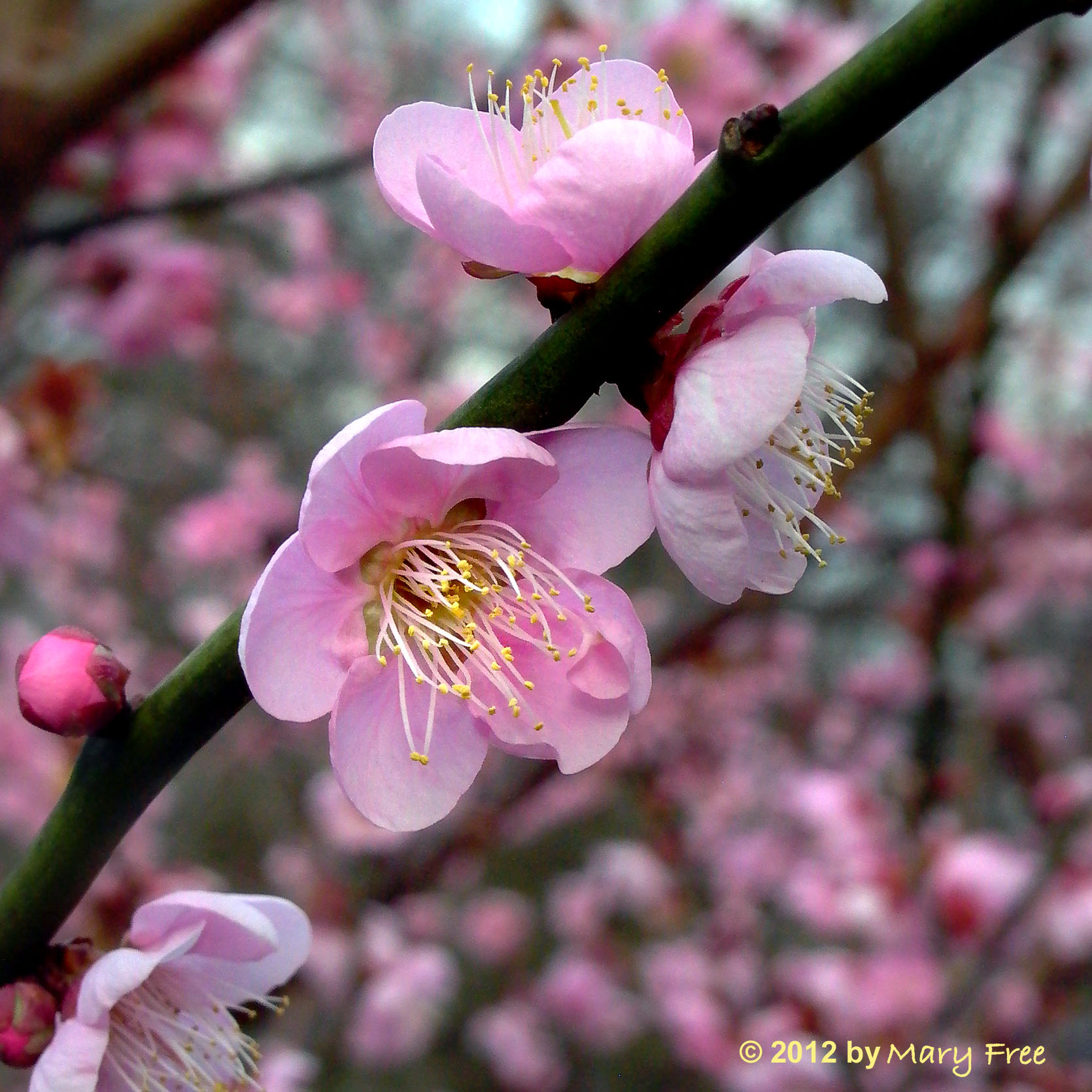 Prunus Mume