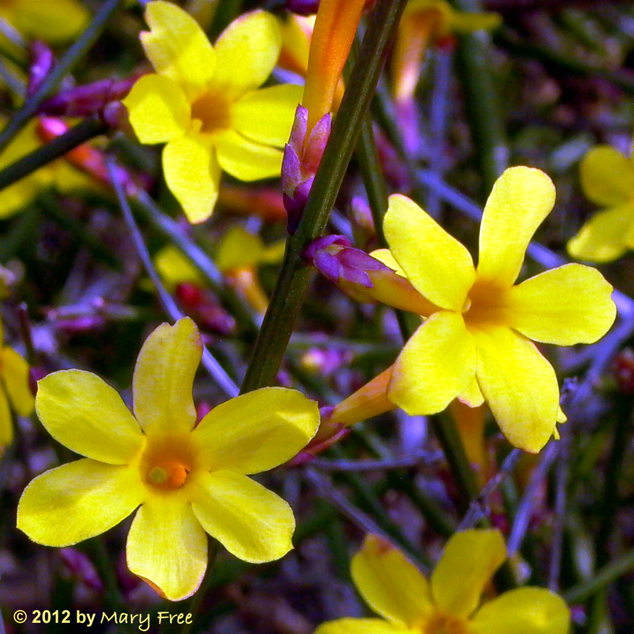 Winter jasmine flowers.