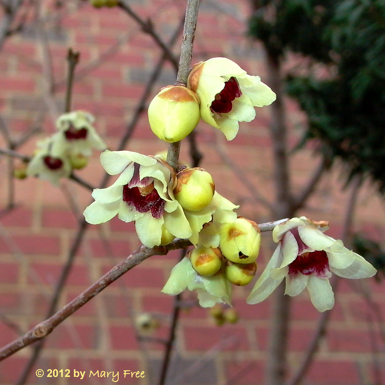 Wintersweet