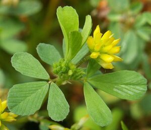 Trifolium dubium (small hop or yellow clover).