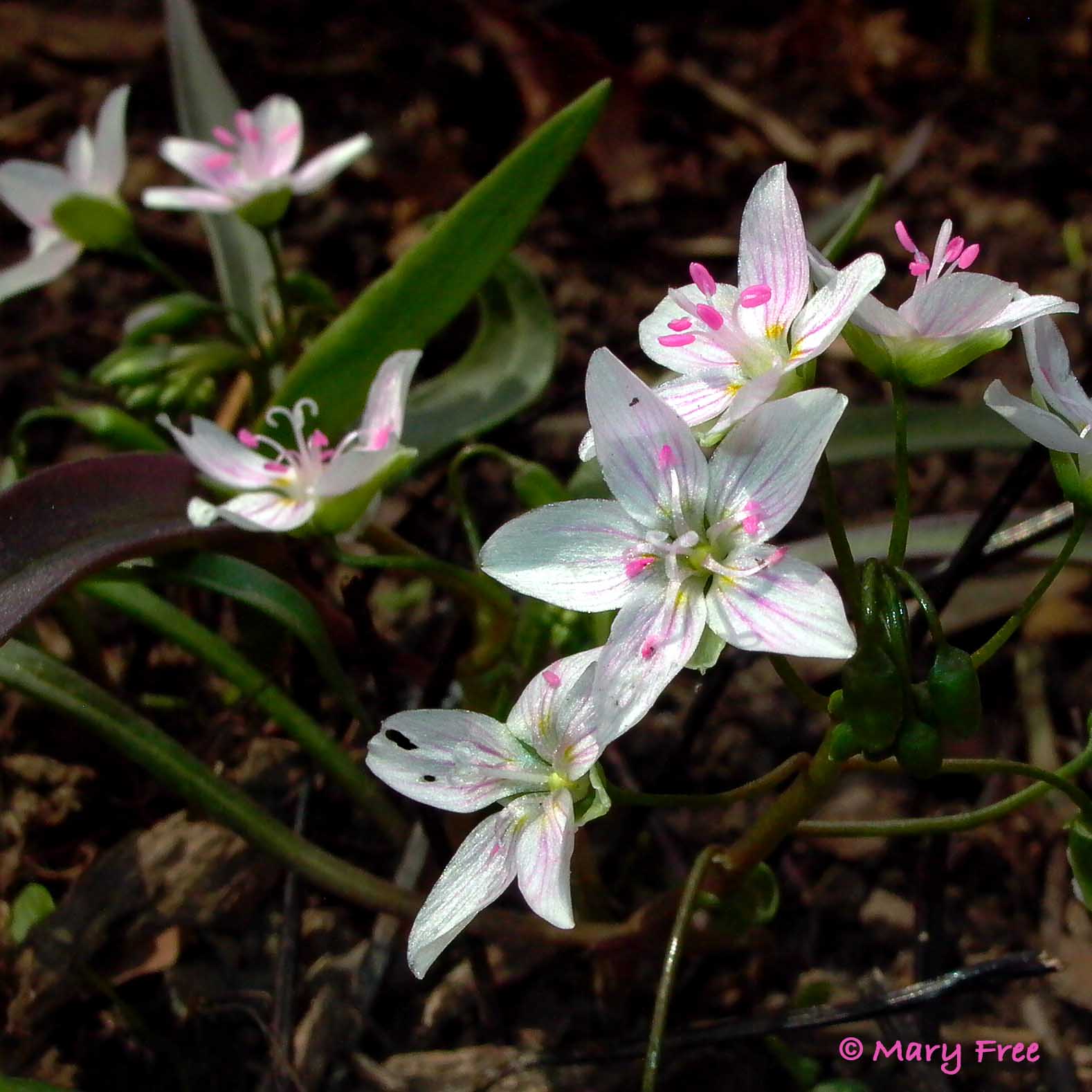 Claytonia virginica (spring beauty) 