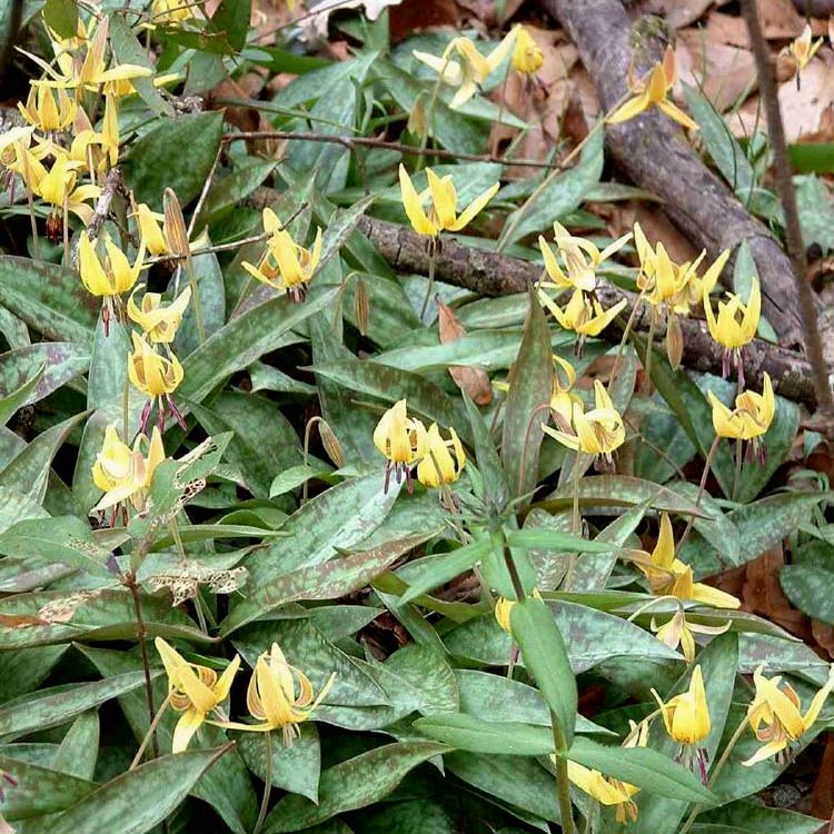 Erythronium americanum (trout lily, dog-tooth violet)