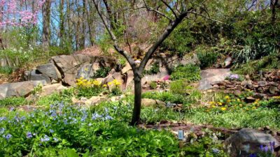 Bon Air Park Shade Garden in early April with Mertensia virginica (Virginia bluebells)