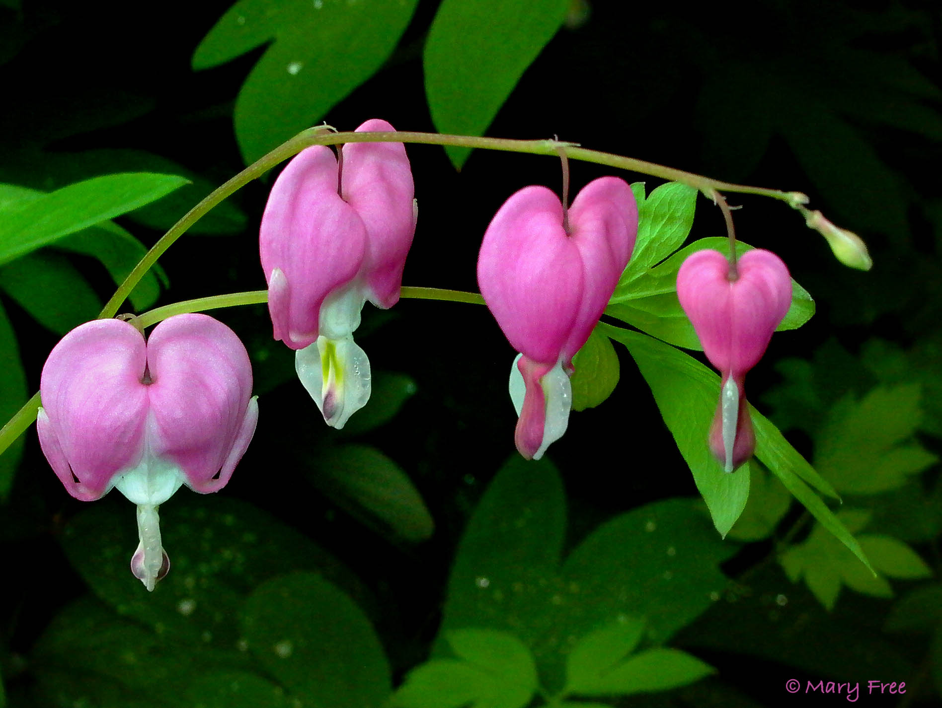Dicentra spectibles
