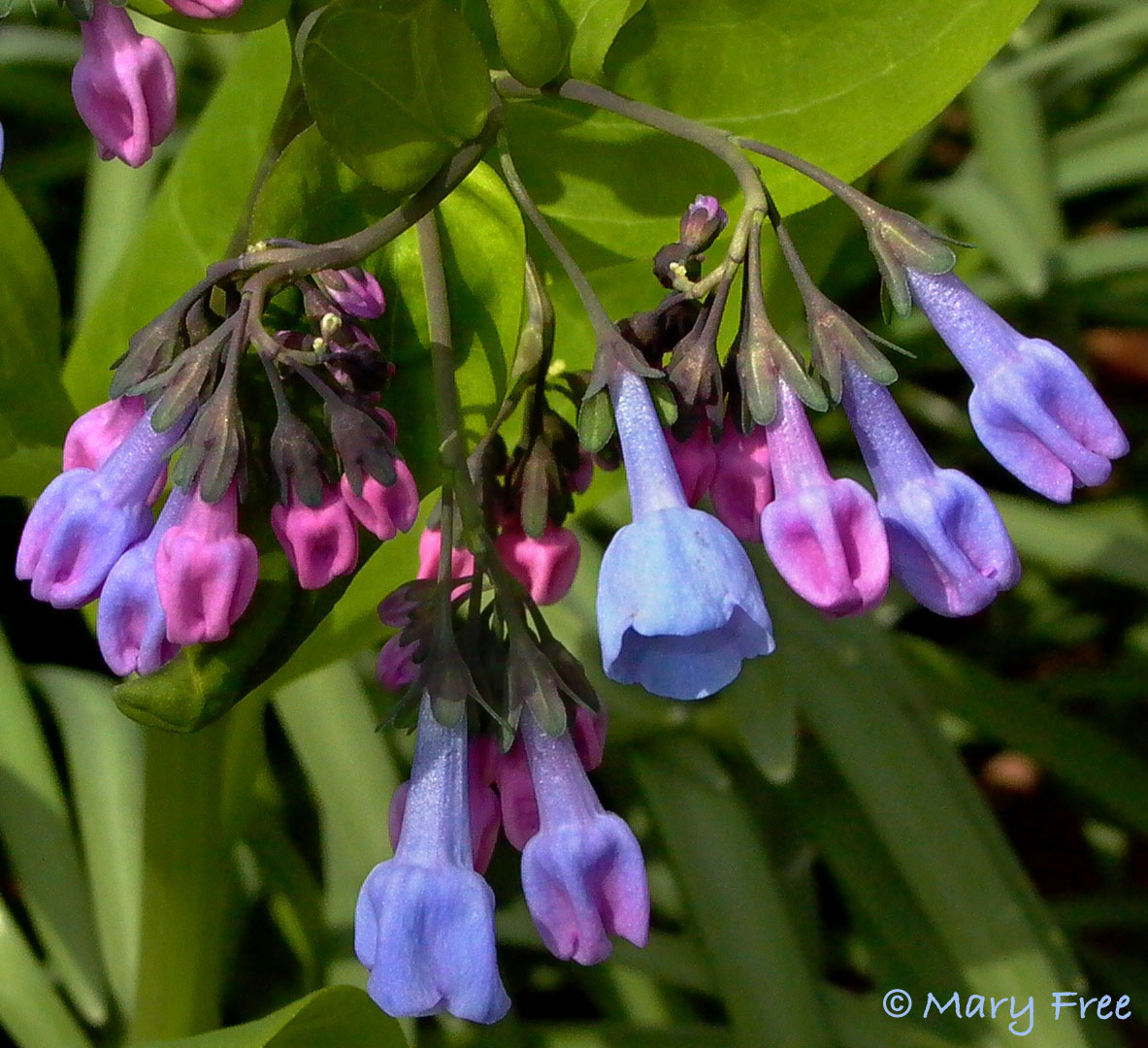 Mertensia virginica