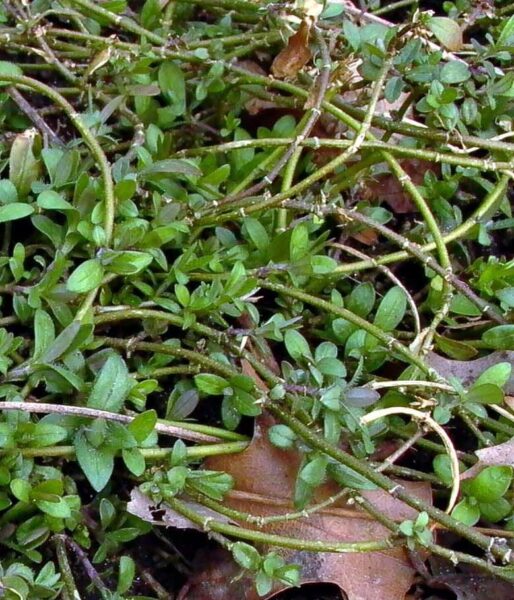 Native Phlox divaricata ground cover