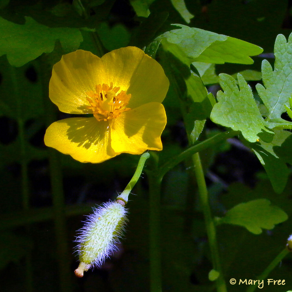 Stylophorum diphyllum