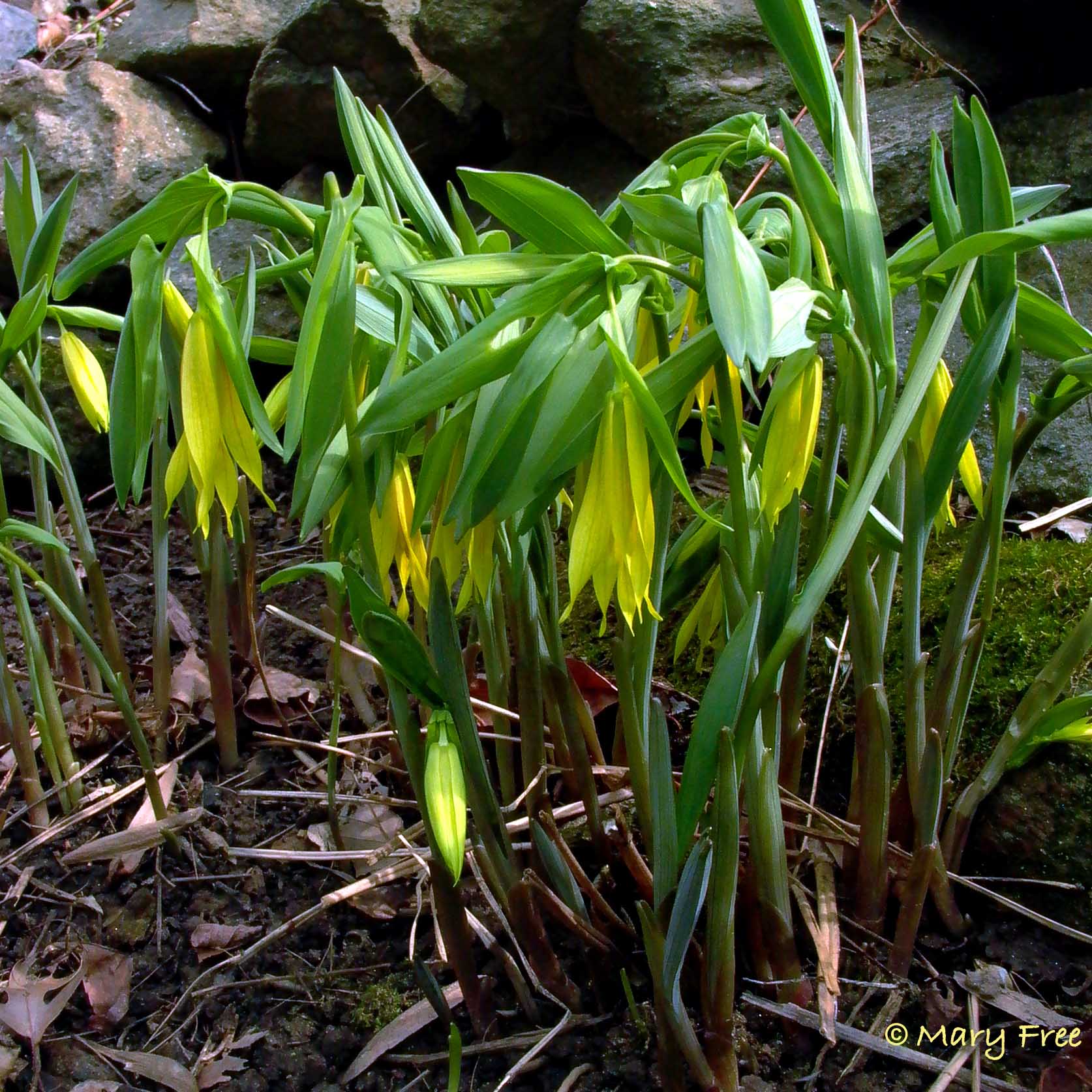 Uvualaria grandiflora