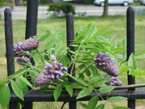 Wisteria frutescens (American Wisteria)