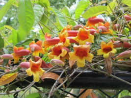 Bignonia capreolata (Crossvine)