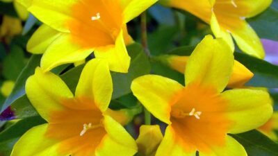 Gelsemium sempervirens (Carolina Jessamine) close-up. Photo © Mary Free
