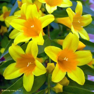 Gelsemium sempervirens (Carolina Jessamine) close-up. Photo © Mary Free