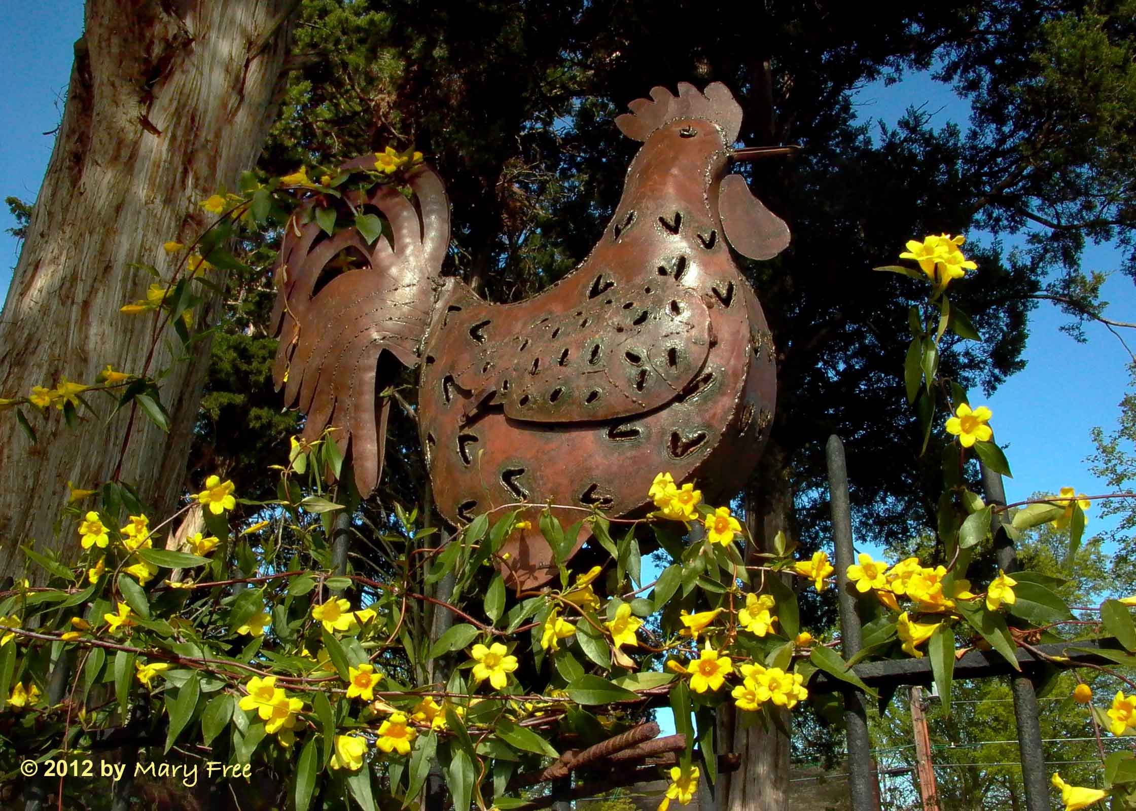 Gelsemium sempervirens (Carolina Jessamine) with metallic chicken