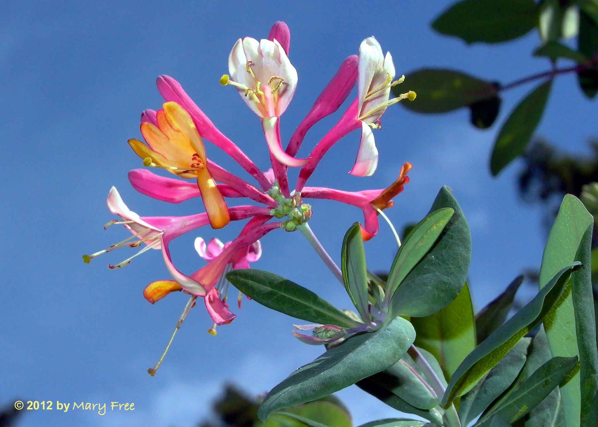 Lonicera x heckrottii