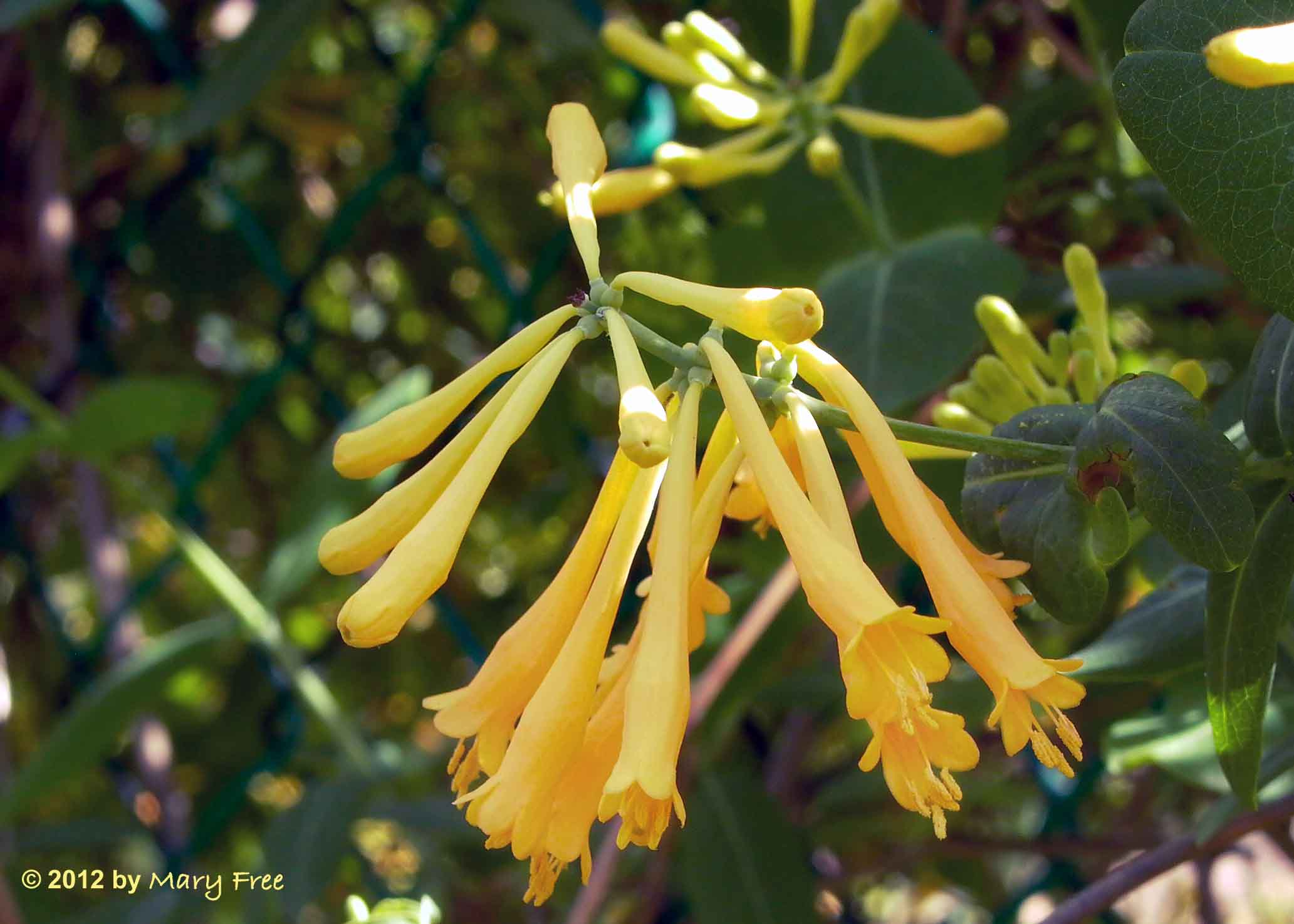 Lonicera sempervirens 'John Clayton'