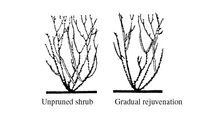 Pruning Example, 