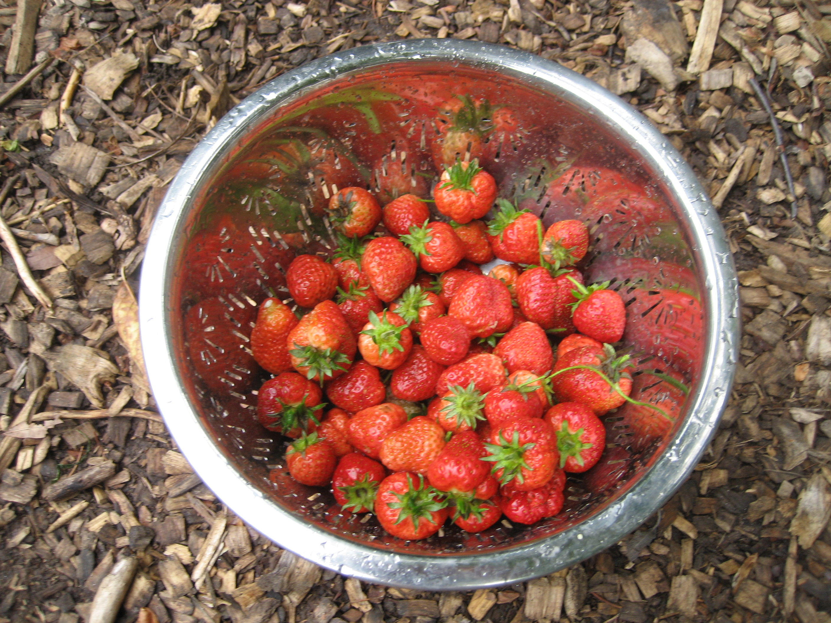 Strawberries