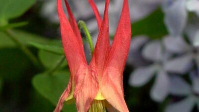 Single red Aquilegia canadensis