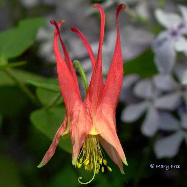 Single red Aquilegia canadensis