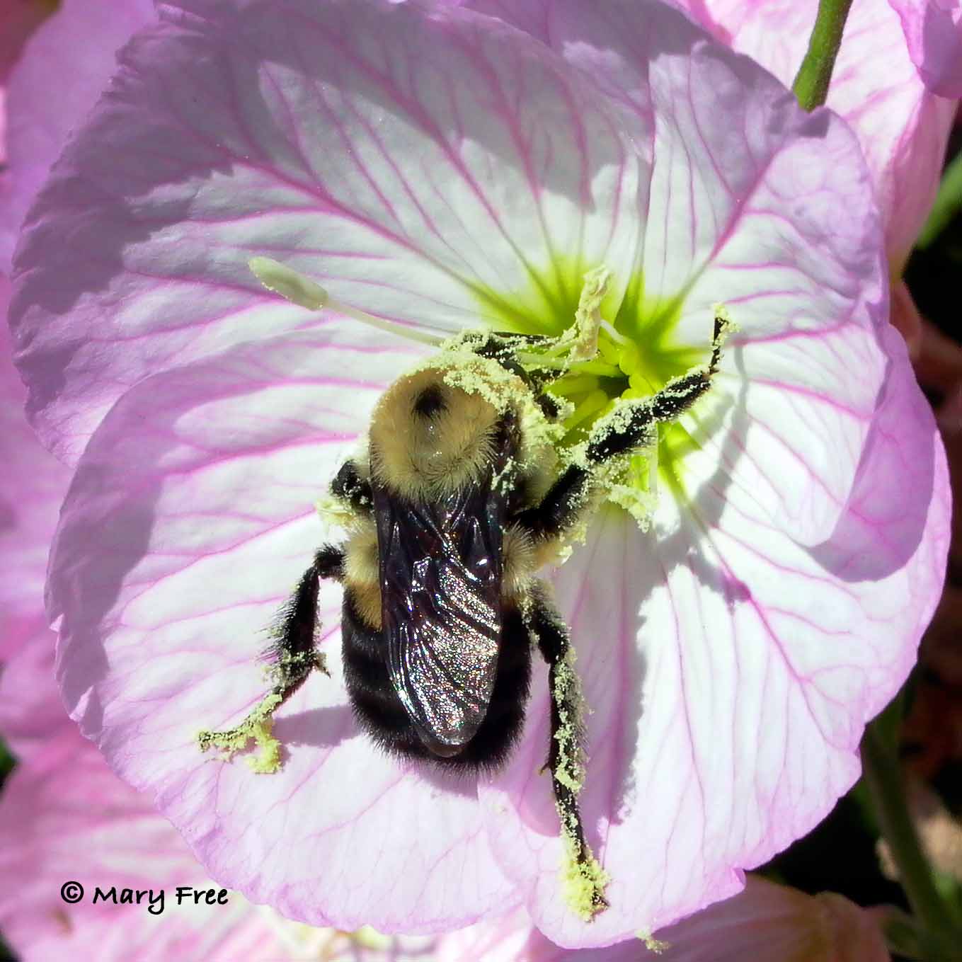 bombus-griseocollis