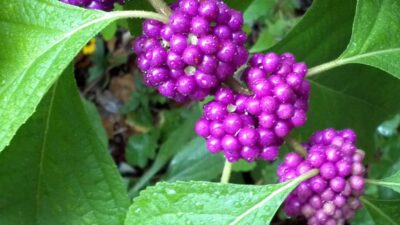 American Beautyberry