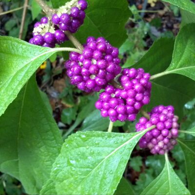 American Beautyberry