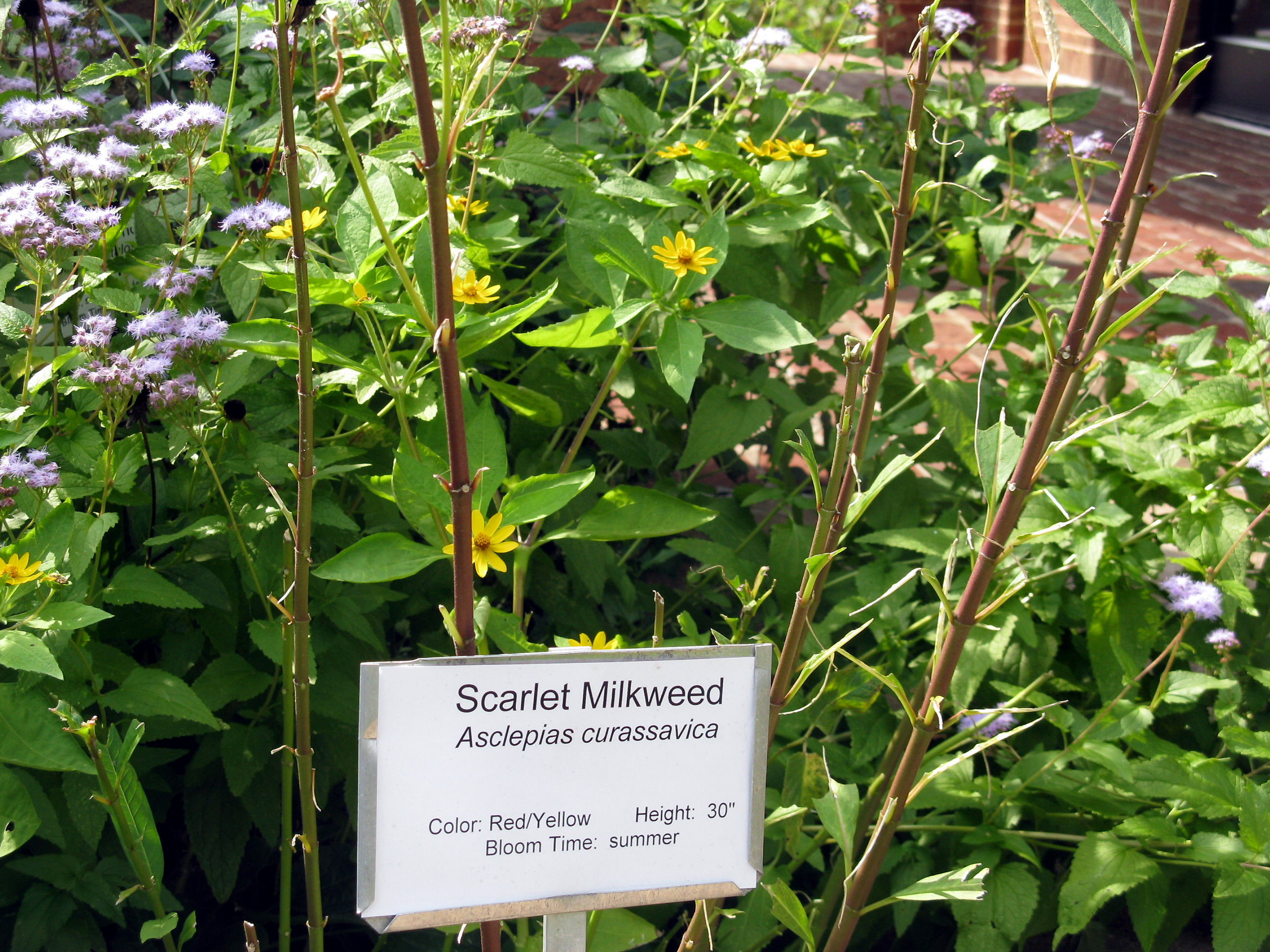 Defoliated milkweed stems