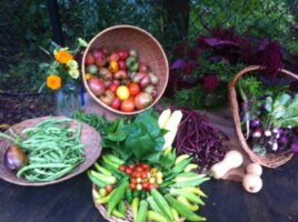 Organic Vegetable Fall Produce