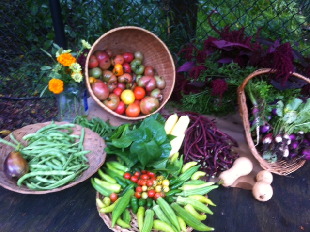 Organic Vegetable Fall Produce