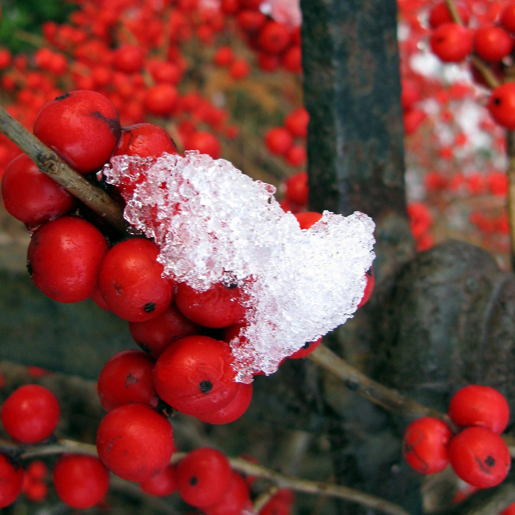 Ilex verticillata ‘Red sprite’  (dwarf winterberry) grows 3’ to 5’ tall in moist to wet soils in full sun to part shade. Its red berries brighten the winter landscape and are enjoyed by many bird species. Photographed at the Glencarlyn Library Community Garden; copyright Judy Funderburk.