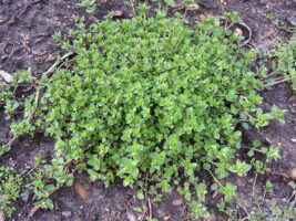Chickweed (Stellaria media)