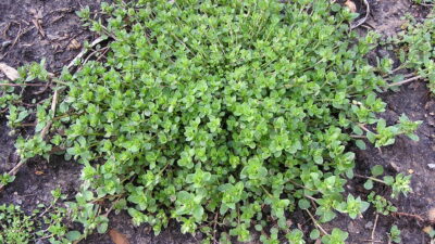 Chickweed (Stellaria media)