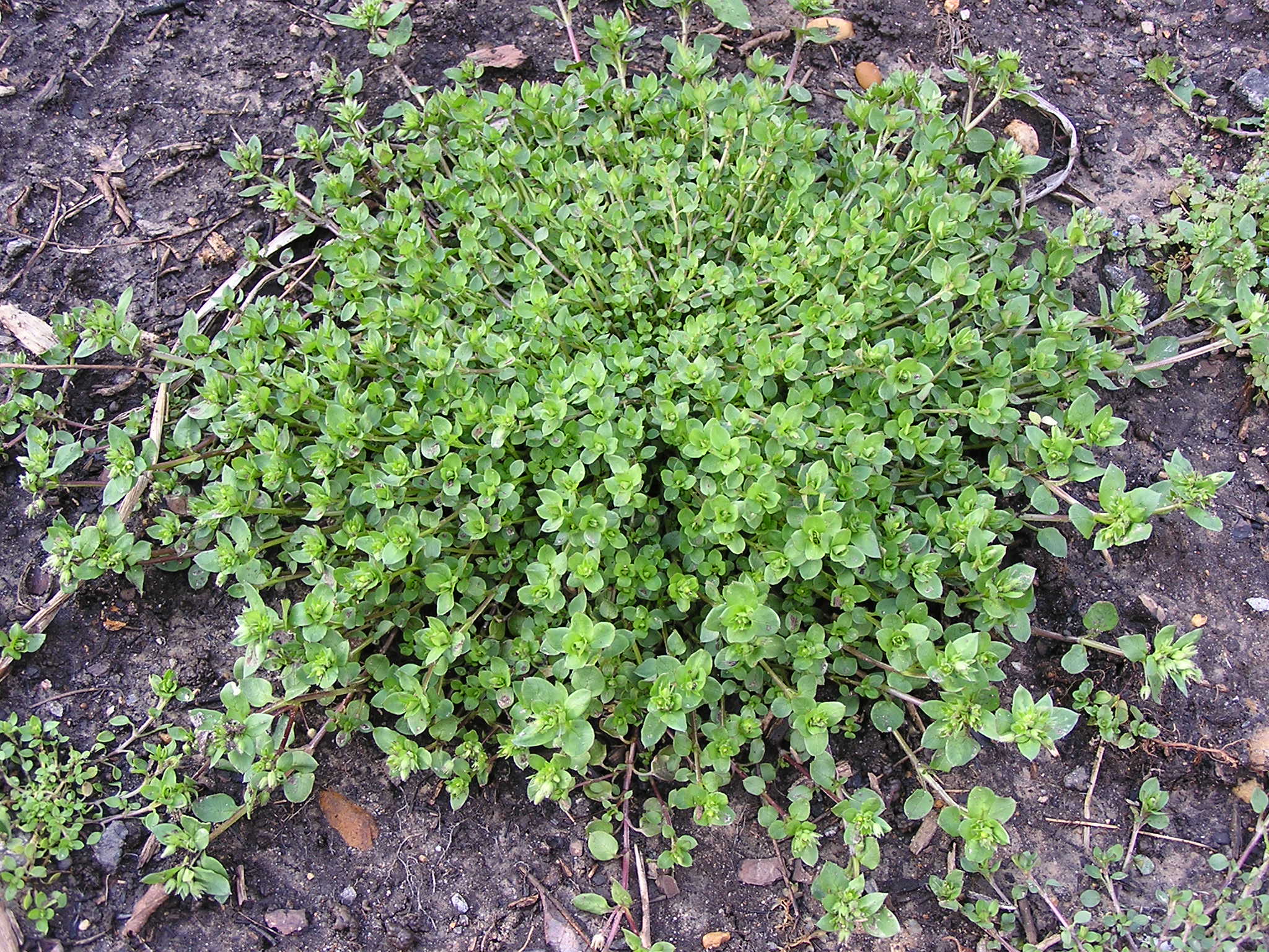 Chickweed (Stellaria media)