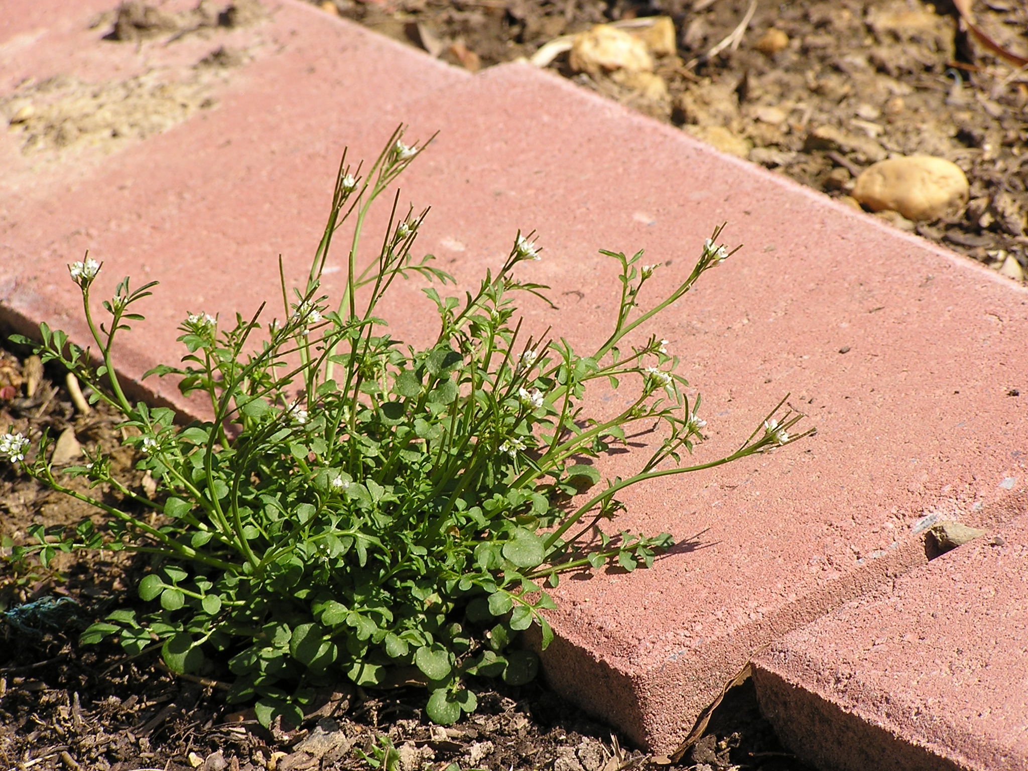 hairy bittercress in bloom