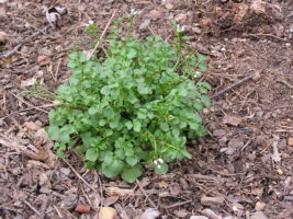 Foliage of hairy bittercress
