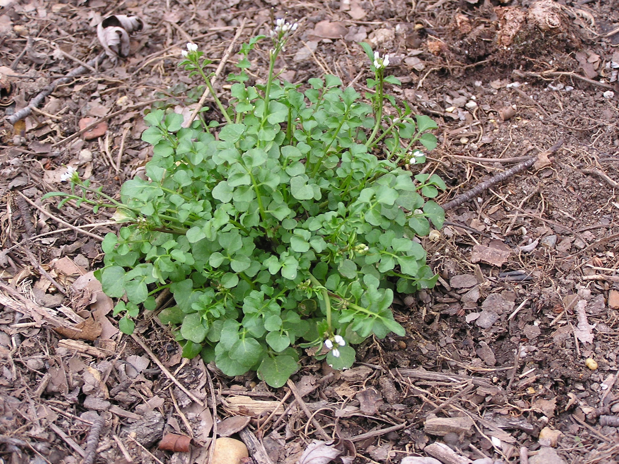 Foliage of hairy bittercress
