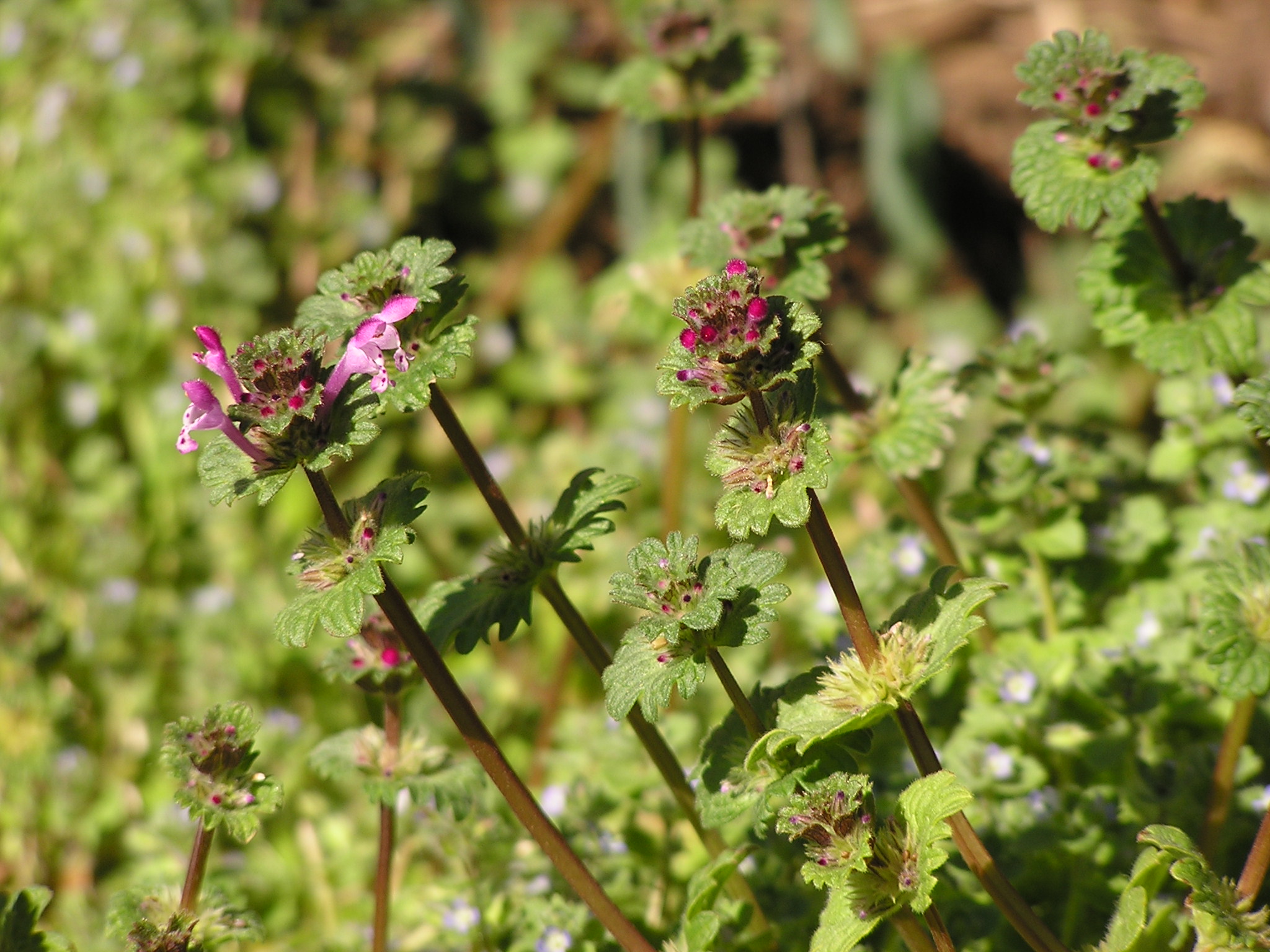 Henbit (Lamium amplexicaule)
